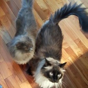 Meet your Posher, Connie